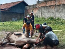 Pemotongan Hewan Qurban Melatih Diri untuk Ikhlas