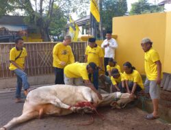 DPD Pantai Golkar Kota Sembelih 3 Ekor Sapi dan 2 Kambing